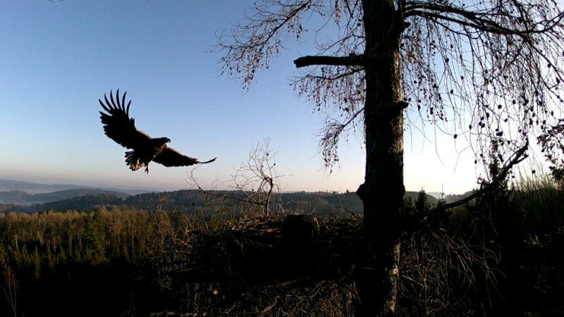 Čápi a orli mají v Česku svého anděla strážného. Muž jim staví hnízda desítky metrů nad zemí