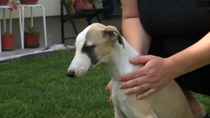 Brutální napadení štěňat v Praze budí silné emoce. Policie šetří dvě verze, lidi viní majitelku