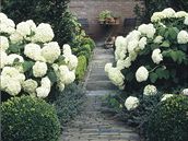 Neřežte víc, než je nutné. Letní péče o hortenzie má být šetrná