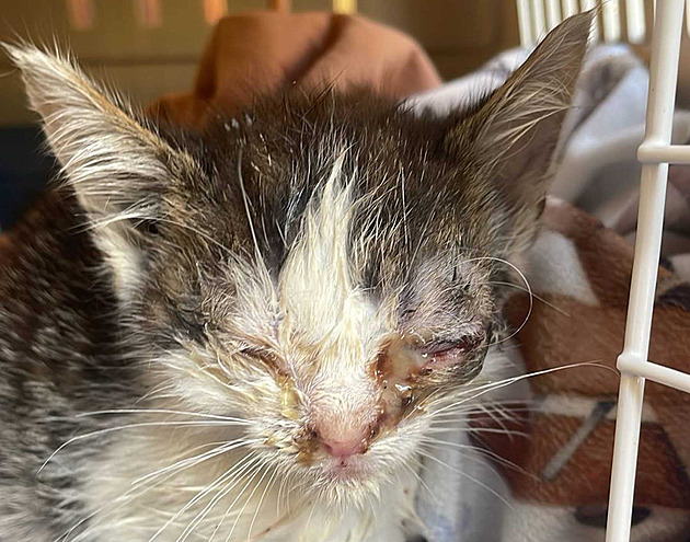 Vytáhla kočky z pekla mezi bezdomovci. Město selhalo, tvrdí zachránkyně