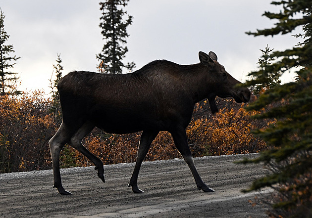 Na Aljašce zahynul řidič z Bulharska, srazil se s losem
