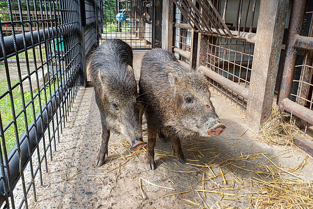 Olomoucká zoo zahájila chov vzácných pekariů, přivezla dva kusy