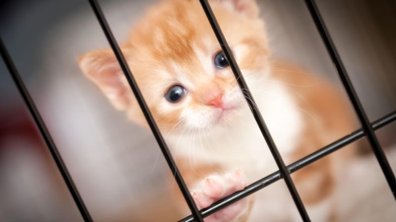 Hlubiny zla: Videa mučení a poprav koček sdílejí tisíce lidí. Lepší než sex, tvrdí jeden z nich