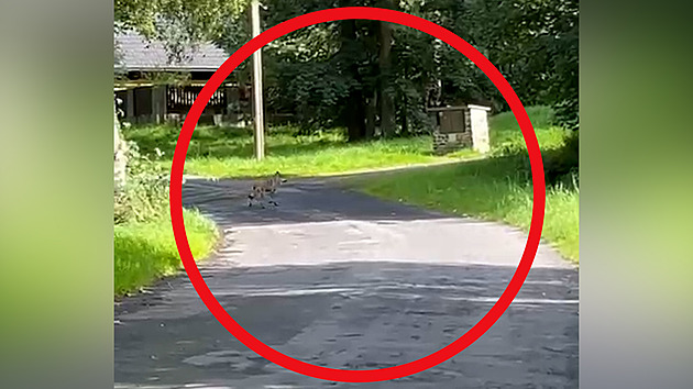 Vlk šel na Klatovsku po silnici a kolem domu. Zastavil pět metrů od nás, líčí muž