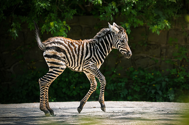 Návštěvníci dvorské zoo žasli, vzácná zebra se narodila před nimi ve výběhu
