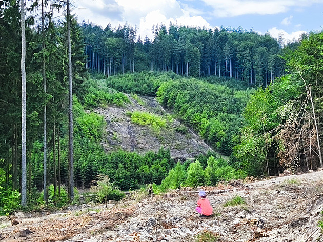 Nejdražší úsek D35 mění krajinu, na budoucí trase už padlo šest hektarů lesa