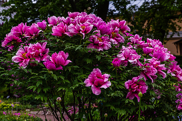Pivoňky nesnášejí časté přesazování. Udělejte to jen ve správný čas