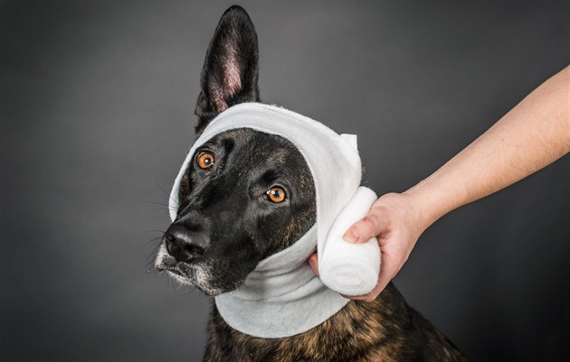 Psí první pomoc. Co dělat při přehřátí, otravě či bodnutí hmyzem