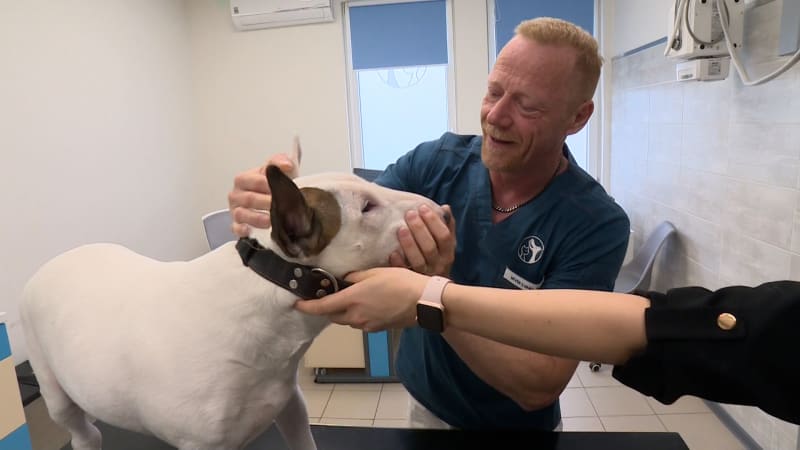 Psům hrozí tichý zabiják. Srdeční červivost se může projevit až po letech od bodnutí komárem