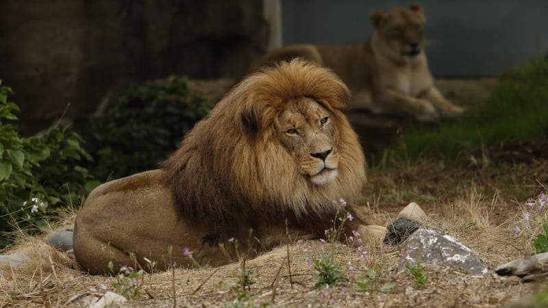Darujte nám své mazlíčky, vyzývá dánská ZOO. Morčata či králíky chce využít ke krmení šelem