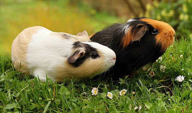 Máte doma mazlíčky? Neutrácejte je, dáme je šelmám, vyzývá dánská zoo