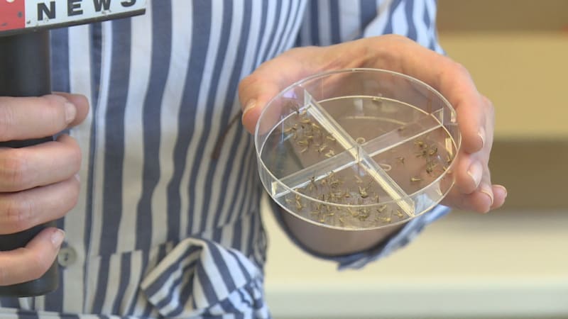 Západonilská horečka zabíjí v Evropě. Itálie hlásí již desátou letošní oběť, vir se rychle šíří