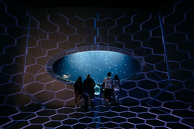 Světélkující zázrak v Praze. Nová expozice ve Světě medúz bere dech