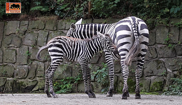 VIDEO: Zoo ukázala mládě zebry, které se narodilo ve výběhu. Je to sameček