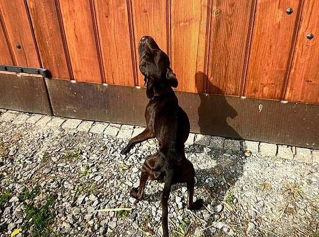 Psi byli kost a kůže, rok se pořádně nenažrali. Majitele čeká soud za týrání