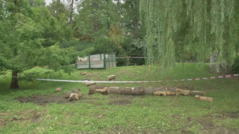 Na pejskaře v Brně spadla větev, možná už nebude chodit. Správce parku pochybení odmítá