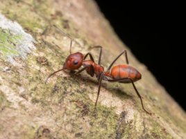 Objev, který přepsal historii: 16 milionů let starý mravenec odhalen v Karibiku