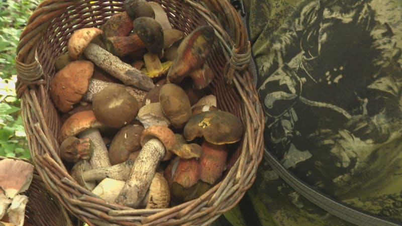 Houbařské žně uprostřed léta. Rostou i pozdně podzimní druhy, pozor na jedovaté, radí mykolog