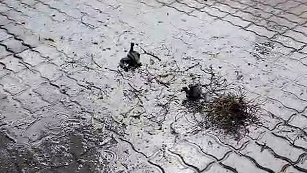 Při mytí fasády obchoďáku padala ptáčata na chodník. Nepřijatelné, kaje se řetězec