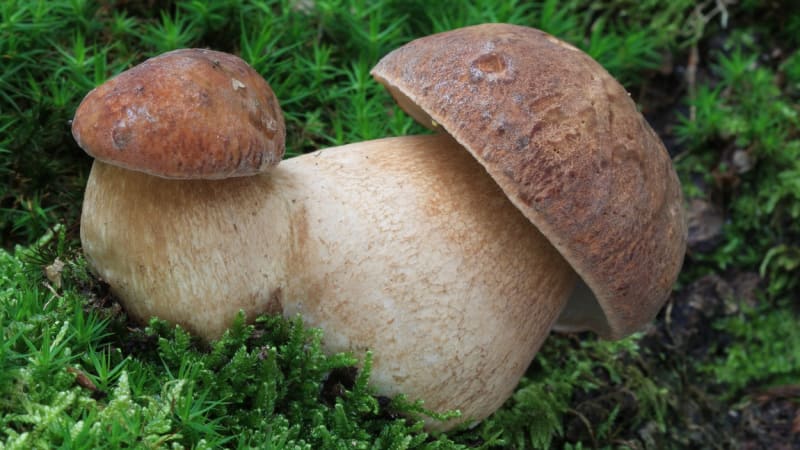 Houby rostou jako šílené: Podívejte se na mapu, která radí, kam vyrazit