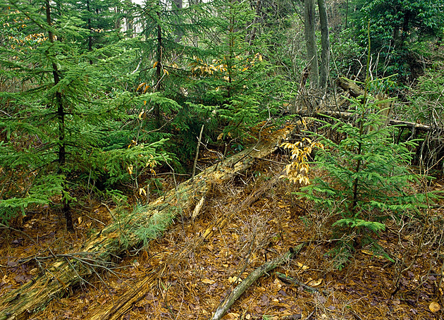 Zahrabaný Vietnamec v lese, mrtvý senior v bytě. Klíčem k případům byly hodiny