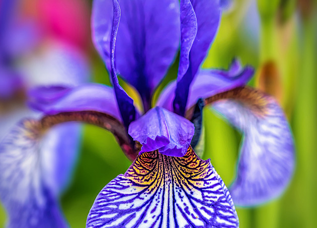 Jak a kdy přesadit kosatce, aby další rok bohatě kvetly