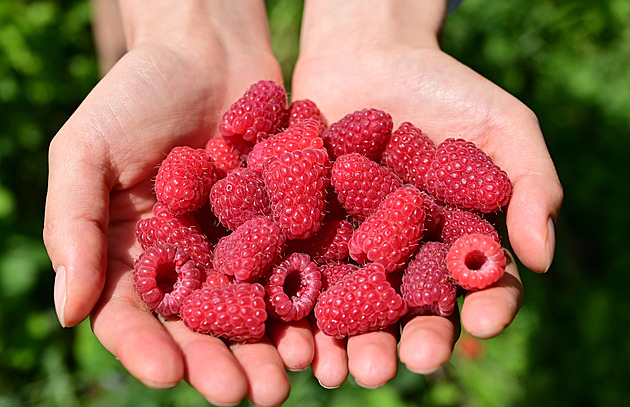 Šťavnaté maliny. Poklad léta, který voní po slunci a vzpomínkách na dětství
