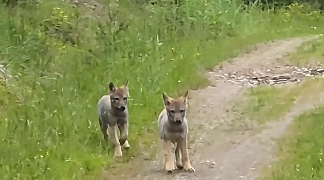 Turistka natočila v Jeseníkách unikátní záběry vlčat, dvě dokonce přišla blíž