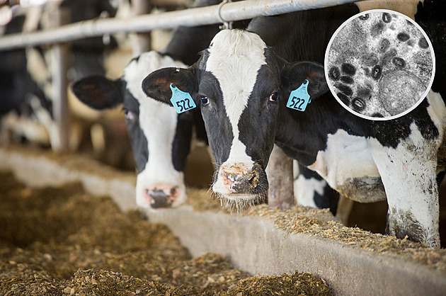 Z jihu Evropy se šíří další nemoc skotu. Dobytka je málo, cena masa opět roste