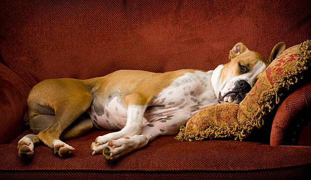 Roste trend „chlupatých dětí“. Proč lidé častěji nahrazují rodinu psími mazlíčky