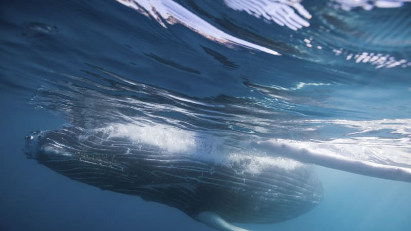 Zlověstné varování? Modré velryby záhadně ztichly. Vypovídá to o stavu planety, míní vědci