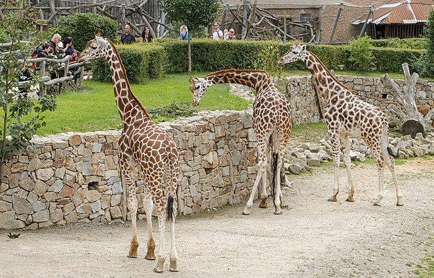 Žirafí parťáci si na Jihlavu zvykli, už se předvádějí v Africké savaně