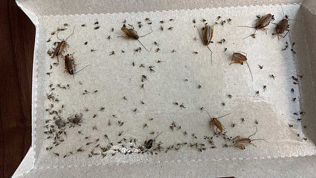 Lezou nám po těle. Obec zaplavili švábi, místní viní nelegální skládku odpadu