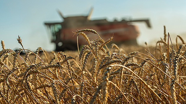 Deštivé počasí komplikuje žně. Sklízíme přískokem, hlásí zemědělci z Hané