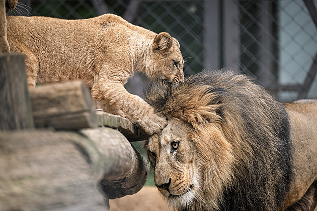Dvorská zoo ukázala malé lvy berberské, Maroko zvažuje jejich návrat do divočiny