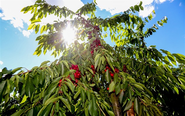 Letní řez třešní po sklizni zaručí plnou úrodu v příštím roce
