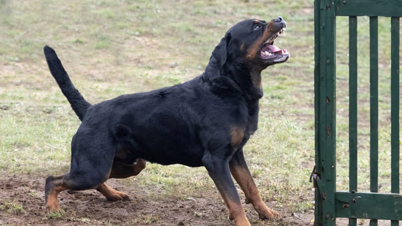 Rotvajler zabil ve Francii malého chlapce. Otec šel na nákup, po návratu domů bránil syna nožem