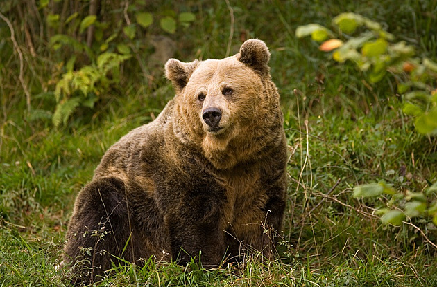 Tvořte skupiny a dělejte hluk. Na Valašsku je medvěd, vesnice varuje houbaře