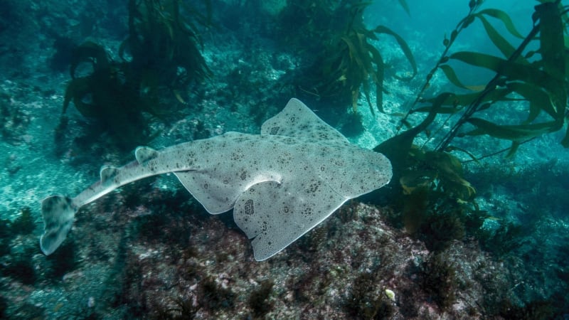 Extrémně vzácný žralok se po letech zjevil. Vědci mluví o posledním varování