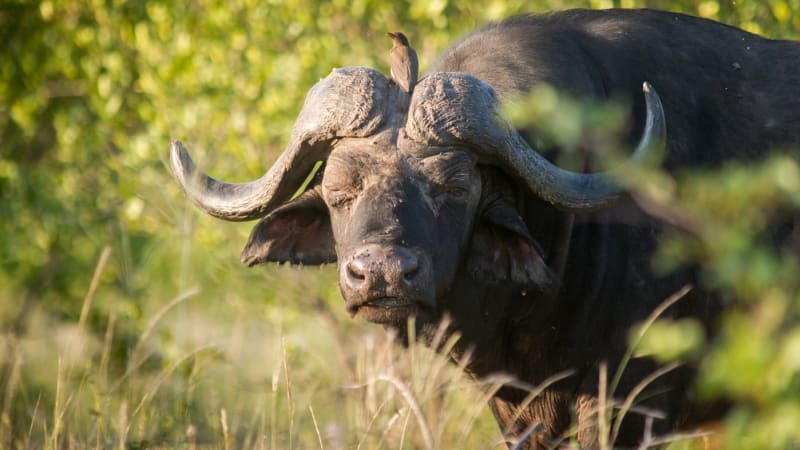 Zaplatil nemalé peníze za lov bestie. „Černá smrt“ ovšem milionáře překvapila 