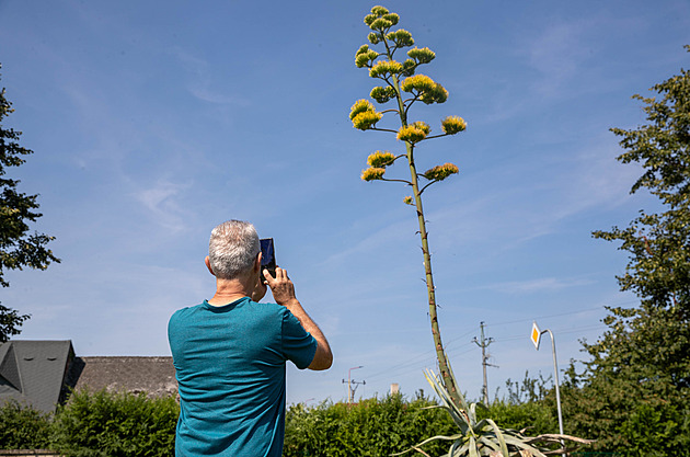 Exotická rarita na Olomoucku. Ve vsi vykvetla obří agáve, čekání trvalo půl století