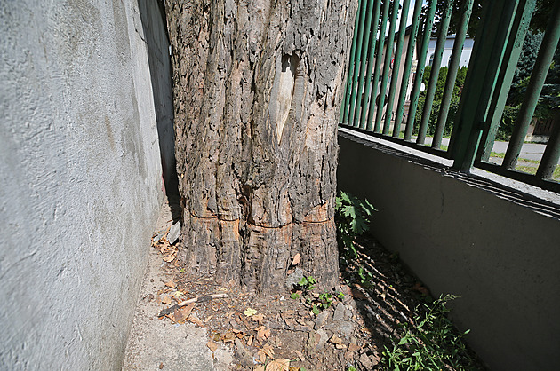 Ve školním dvoře kdosi po obvodu nařezal mohutný javor, škoda může jít do statisíců