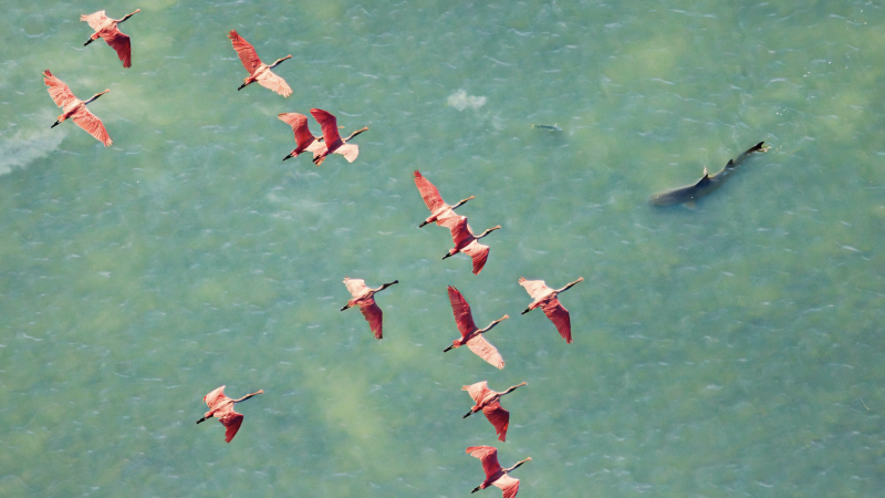 Krása v ohrožení: Vítězné fotografie ze soutěže Mangrove uchvacují, ale i bijí na poplach