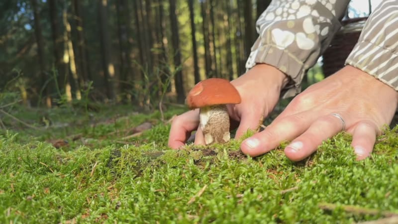 Češi si houbařením mohou pěkně vydělat. Z lesa vynesli miliardy, Výborný si to pochvaluje