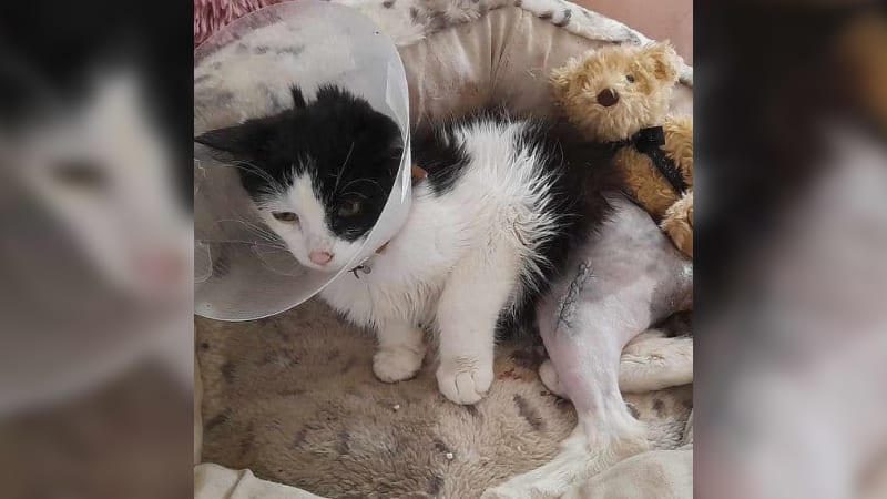 Nemocné a odmítnuté: U Hanky našli „kočičí sirotci“ nový domov. Druhé nyní prosí o pomoc