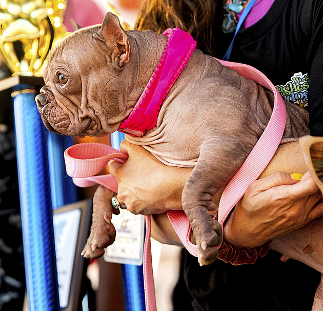 Fenka Petunia je nejošklivějším psem světa. Majitelka vyhrála přes 100 tisíc