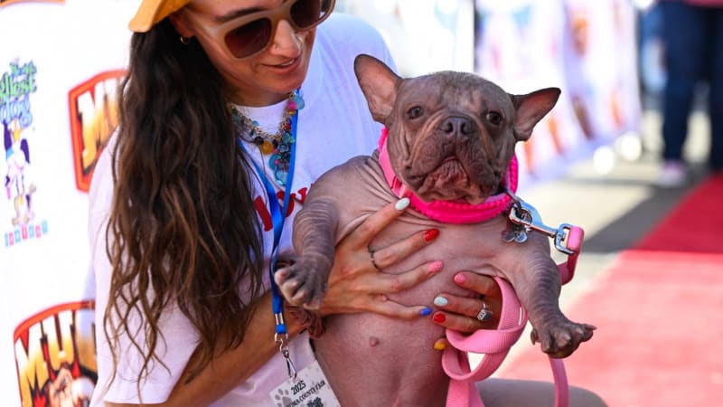 Krátké nohy, vykulené oči a vrásčitá tvář. Nejošklivějším psem na světě je fenka Petunia