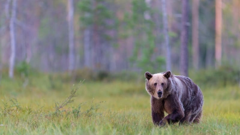 Na Vsetínsku se pohybuje medvěd. Houbaři by se měli vyhýbat hustému křoví, varuje obec