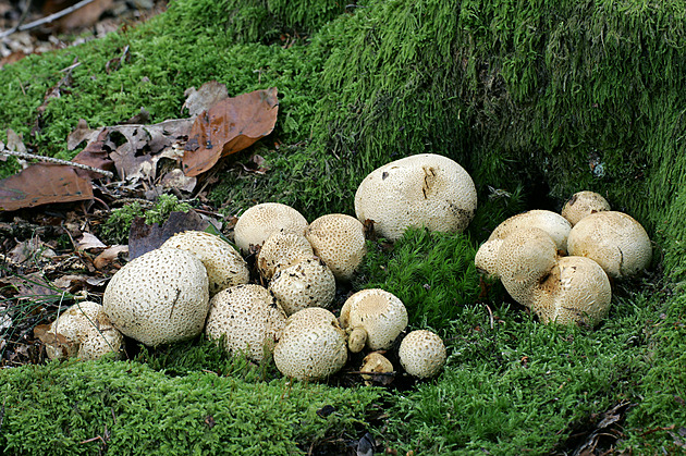 Pro zvracejícího chlapce musel vrtulník, na táboře se otrávil houbami