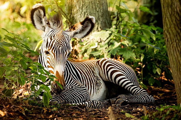 Součástí stáda v ostravské zoo je i malá zebra. Samečkovi ještě není ani týden